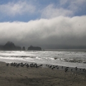 Olympic NP 17